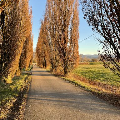 Coaching im Freien - Allee
