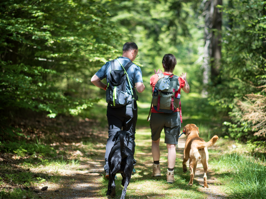 Naturcoaching im Wald