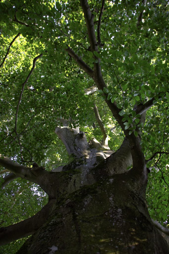 IMG_1575 Baum von unten nach oben